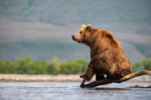 medvěd hnědý kamčatský (Ursus arctos...