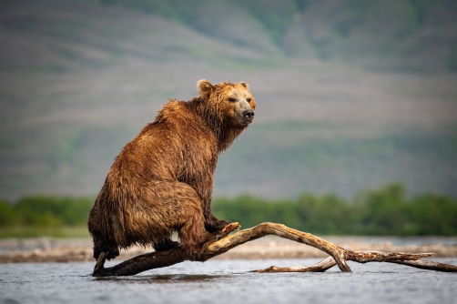 medvěd hnědý kamčatský (Ursus arctos...