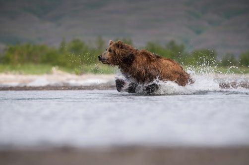 medvěd hnědý kamčatský (Ursus arctos...