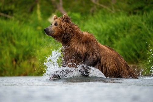 medvěd hnědý kamčatský (Ursus arctos...