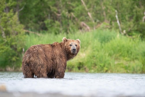 medvěd hnědý kamčatský (Ursus arctos...