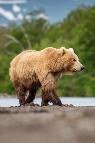 medvěd hnědý kamčatský (Ursus arctos...