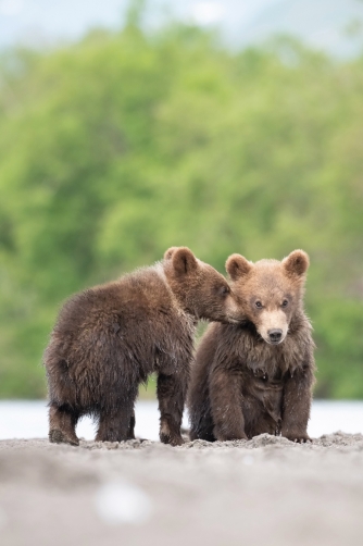 medvěd hnědý kamčatský (Ursus arctos...