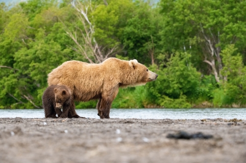 medvěd hnědý kamčatský (Ursus arctos...