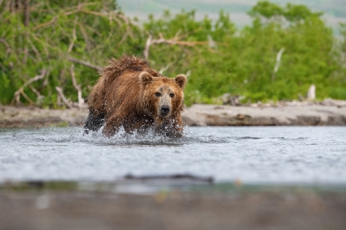 medvěd hnědý kamčatský (Ursus arctos...