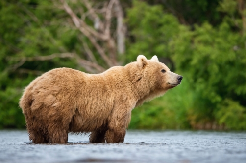 medvěd hnědý kamčatský (Ursus arctos...