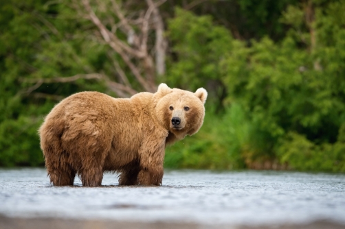 medvěd hnědý kamčatský (Ursus arctos...