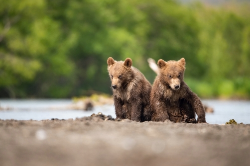 medvěd hnědý kamčatský (Ursus arctos...