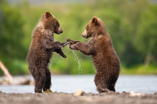 medvěd hnědý kamčatský (Ursus arctos...