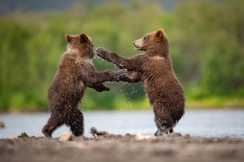 medvěd hnědý kamčatský (Ursus arctos...