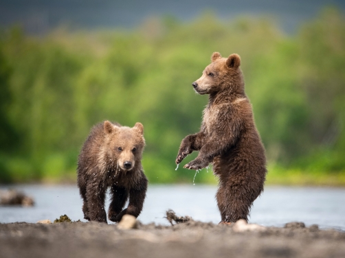 medvěd hnědý kamčatský (Ursus arctos...