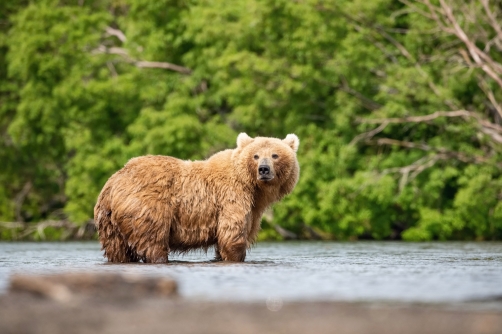 medvěd hnědý kamčatský (Ursus arctos...