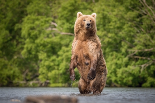 medvěd hnědý kamčatský (Ursus arctos...