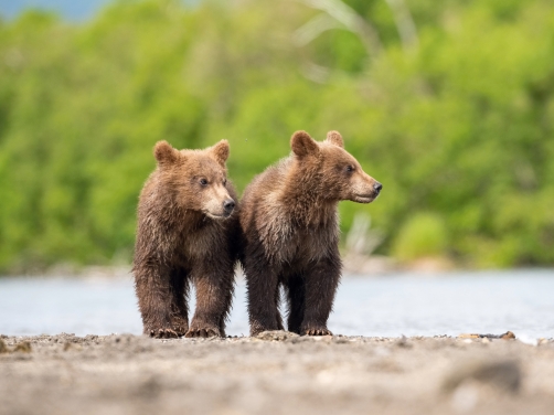 medvěd hnědý kamčatský (Ursus arctos...