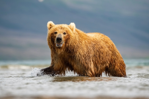 medvěd hnědý kamčatský (Ursus arctos...