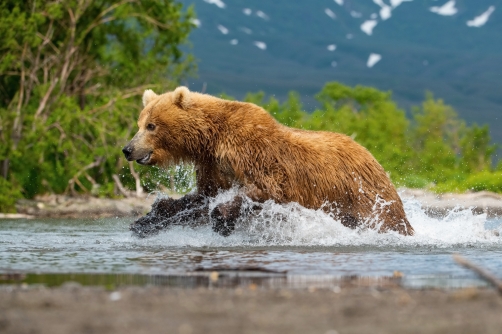 medvěd hnědý kamčatský (Ursus arctos...