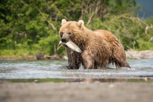 medvěd hnědý kamčatský (Ursus arctos...