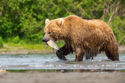 medvěd hnědý kamčatský (Ursus arctos...