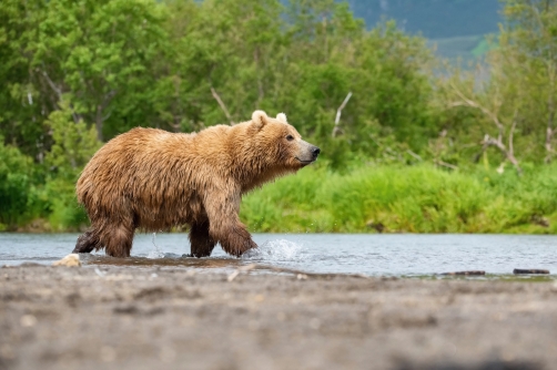 medvěd hnědý kamčatský (Ursus arctos...