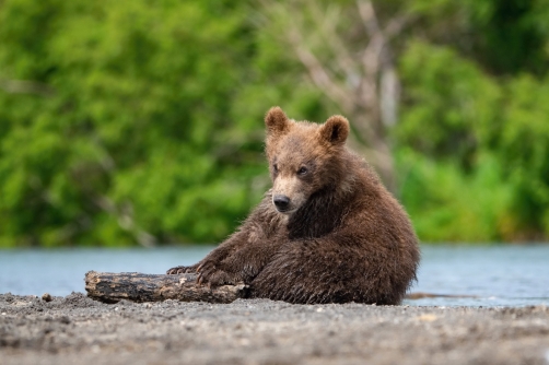 medvěd hnědý kamčatský (Ursus arctos...