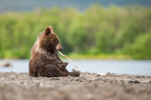 medvěd hnědý kamčatský (Ursus arctos...