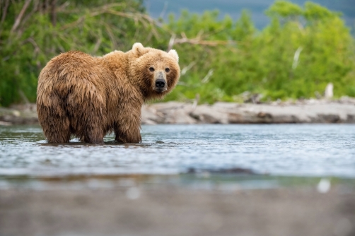 medvěd hnědý kamčatský (Ursus arctos...