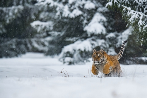 tygr ussurijský (Panthera tigris altaica)...