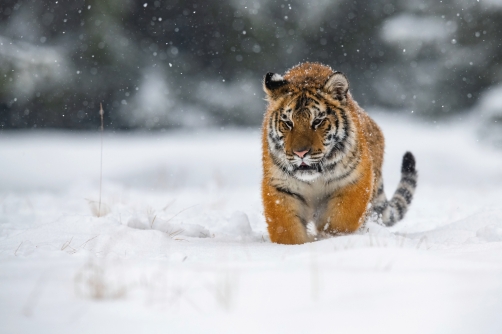 tygr ussurijský (Panthera tigris altaica)...