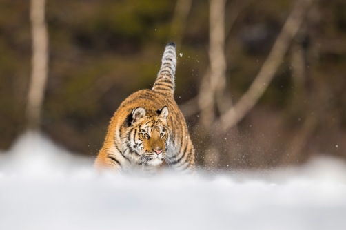 tygr ussurijský (Panthera tigris altaica)...