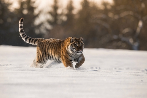 tygr ussurijský (Panthera tigris altaica)...