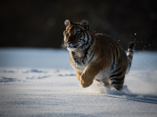 tygr ussurijský (Panthera tigris altaica)...