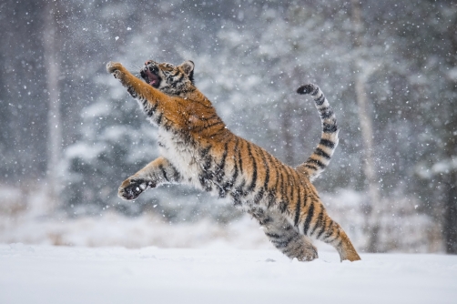 tygr ussurijský (Panthera tigris altaica)...