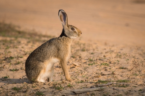 zajíc černotýlý (Lepus nigricollis)...