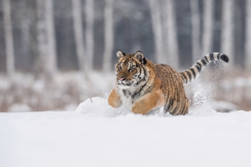 tygr ussurijský (Panthera tigris altaica)...