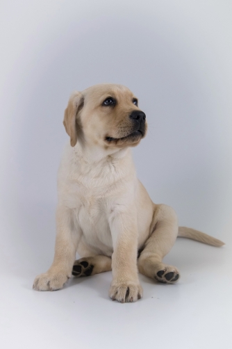 The Labrador Retriever - puppy