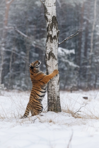 tygr ussurijský (Panthera tigris altaica)...