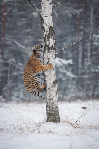 tygr ussurijský (Panthera tigris altaica)...