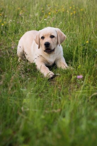 The Labrador Retriever puppy