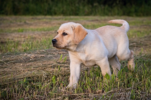 The Labrador Retriever puppy