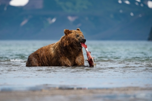 medvěd hnědý kamčatský (Ursus arctos...