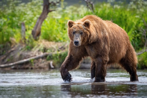 medvěd hnědý kamčatský (Ursus arctos...