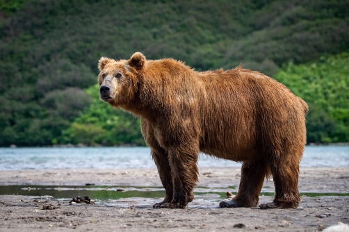 medvěd hnědý kamčatský (Ursus arctos...