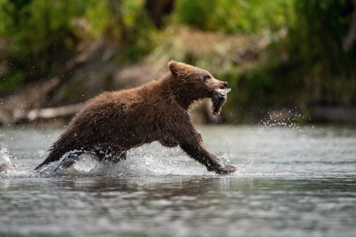 medvěd hnědý kamčatský (Ursus arctos...