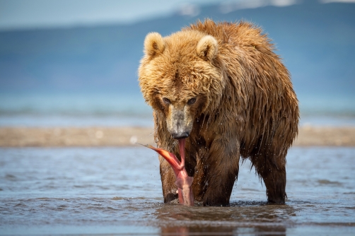 medvěd hnědý kamčatský (Ursus arctos...