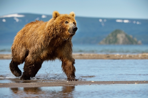 medvěd hnědý kamčatský (Ursus arctos...