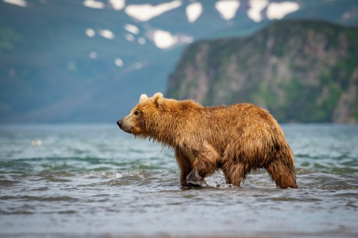 medvěd hnědý kamčatský (Ursus arctos...