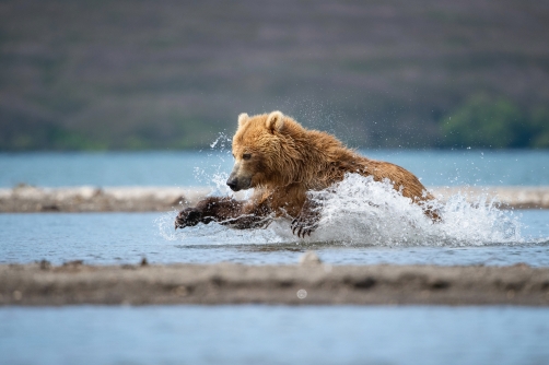 medvěd hnědý kamčatský (Ursus arctos...