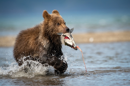 medvěd hnědý kamčatský (Ursus arctos...