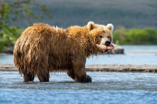 medvěd hnědý kamčatský (Ursus arctos...