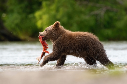 medvěd hnědý kamčatský (Ursus arctos...